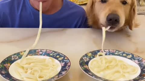 Dog eat Noodles Competition