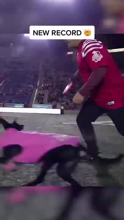 World record for longest catch at a sporting event and it’s by a dog!