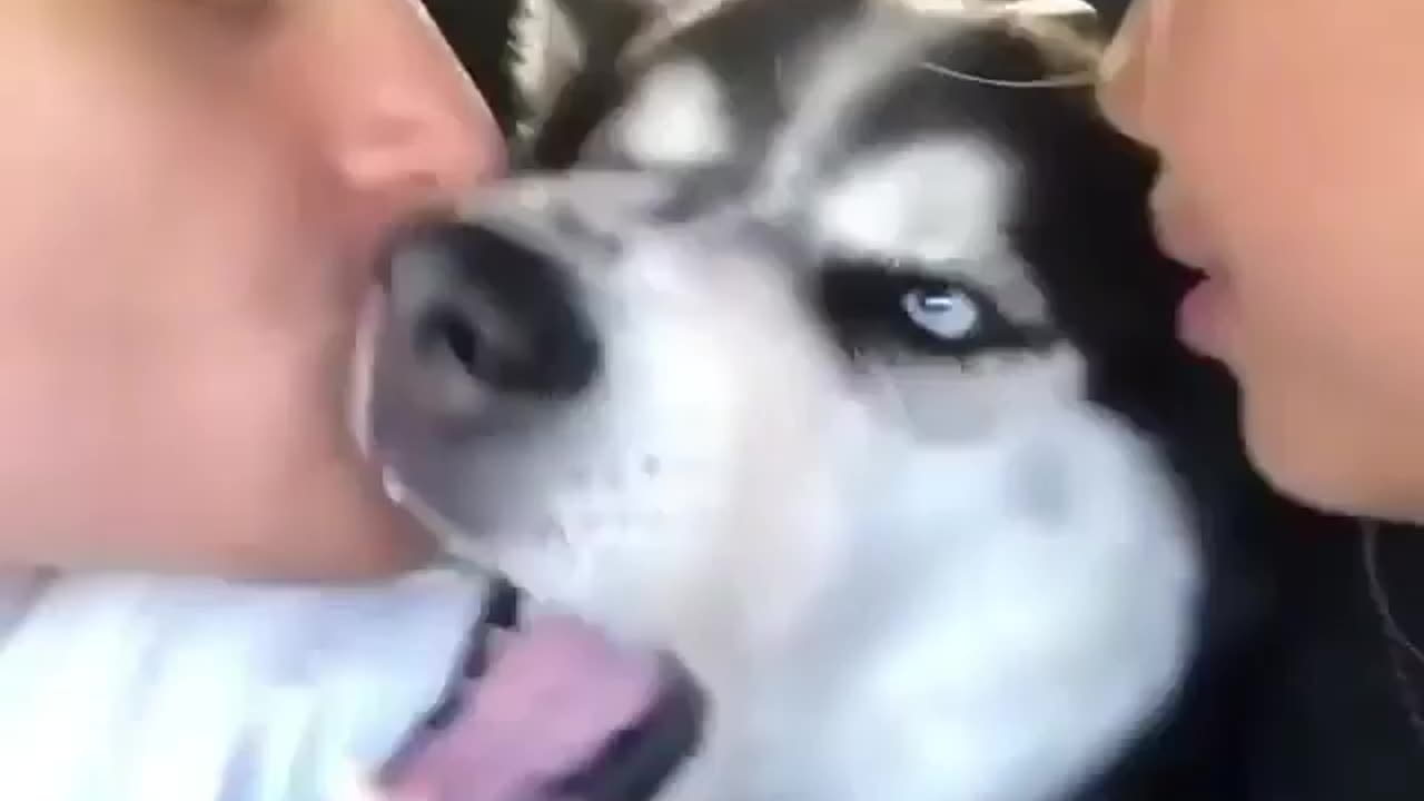 Please stop hooman, kissing husky dog 🐶🐕