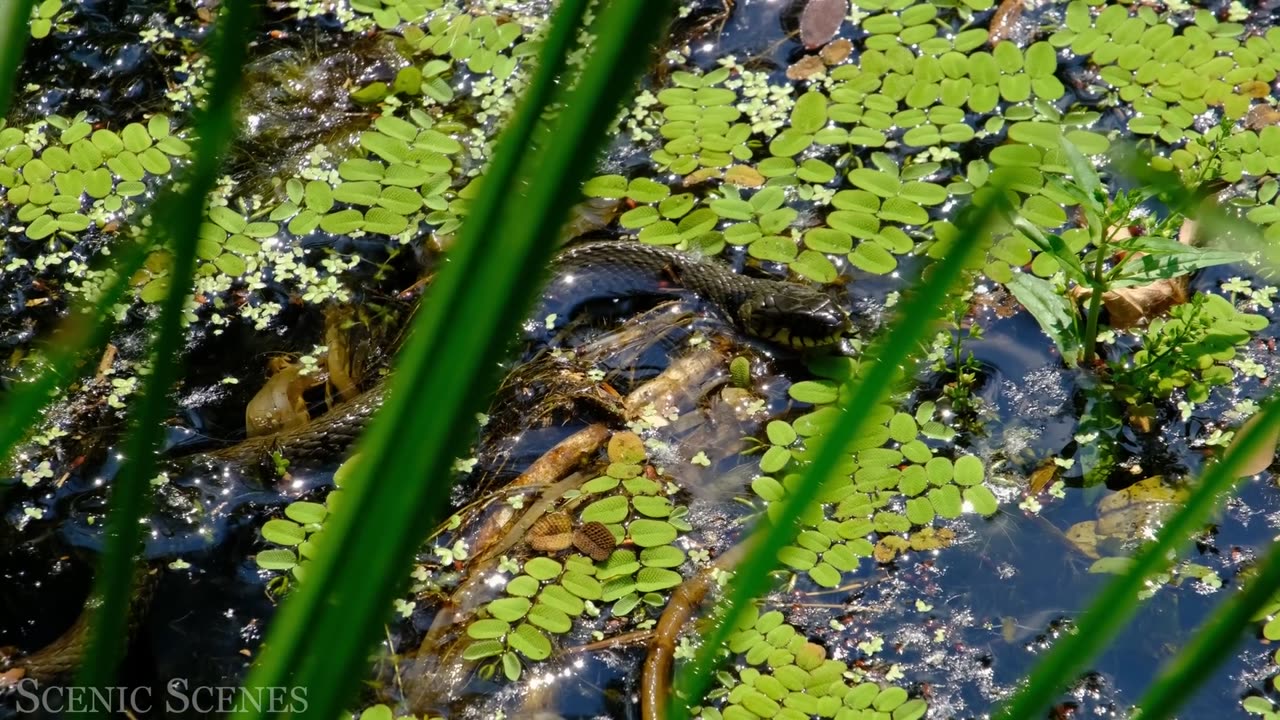 Animals of Amazon 4k