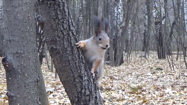 Squirrel Eating On Tree214