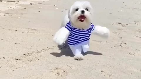 funi animal