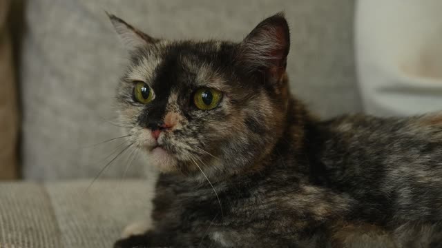 What would you do if you had a cat like this?