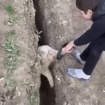 Baby sheep doesn't know the way. theres a hole mp4