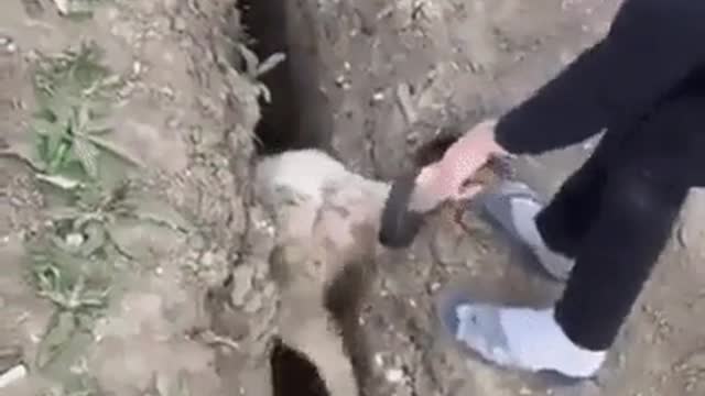 Baby sheep doesn't know the way. theres a hole mp4