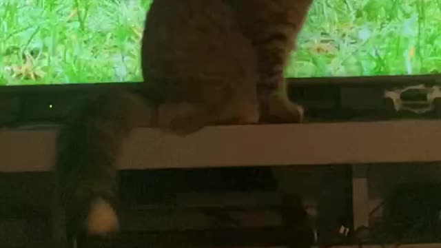 Cat watching tv