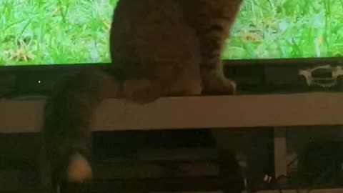 Cat watching tv