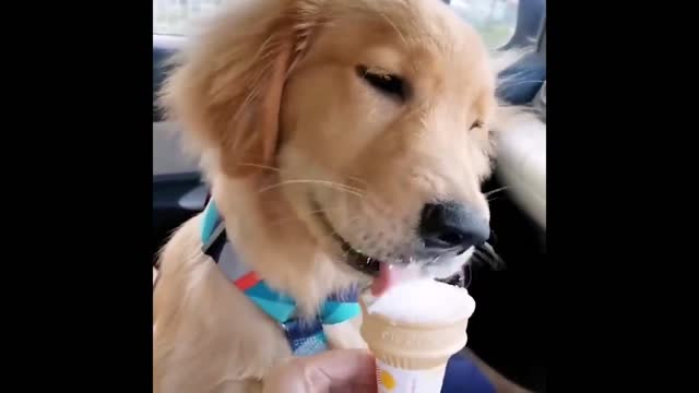 iCE CREAM TIME!!! Cute and Funny Cat Dog Videos Compilation