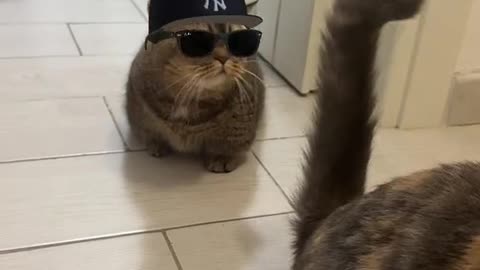 THUG LIFE CATS 😎