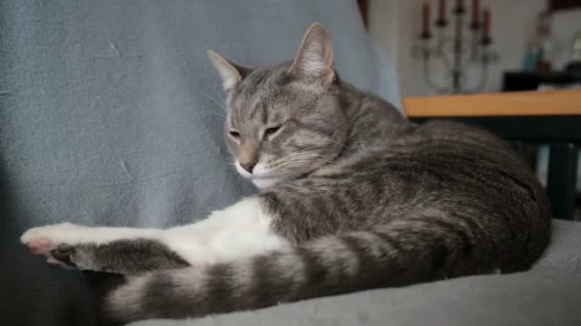 Striped Tabby Cat licks and cleans himself on a chair in cozy home setting
