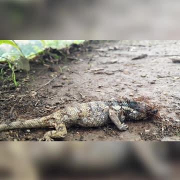 Jungle Lizard 🦎 are attacking by Ants 🐜