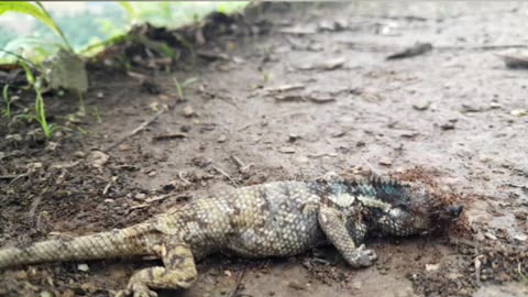 Jungle Lizard 🦎 are attacking by Ants 🐜