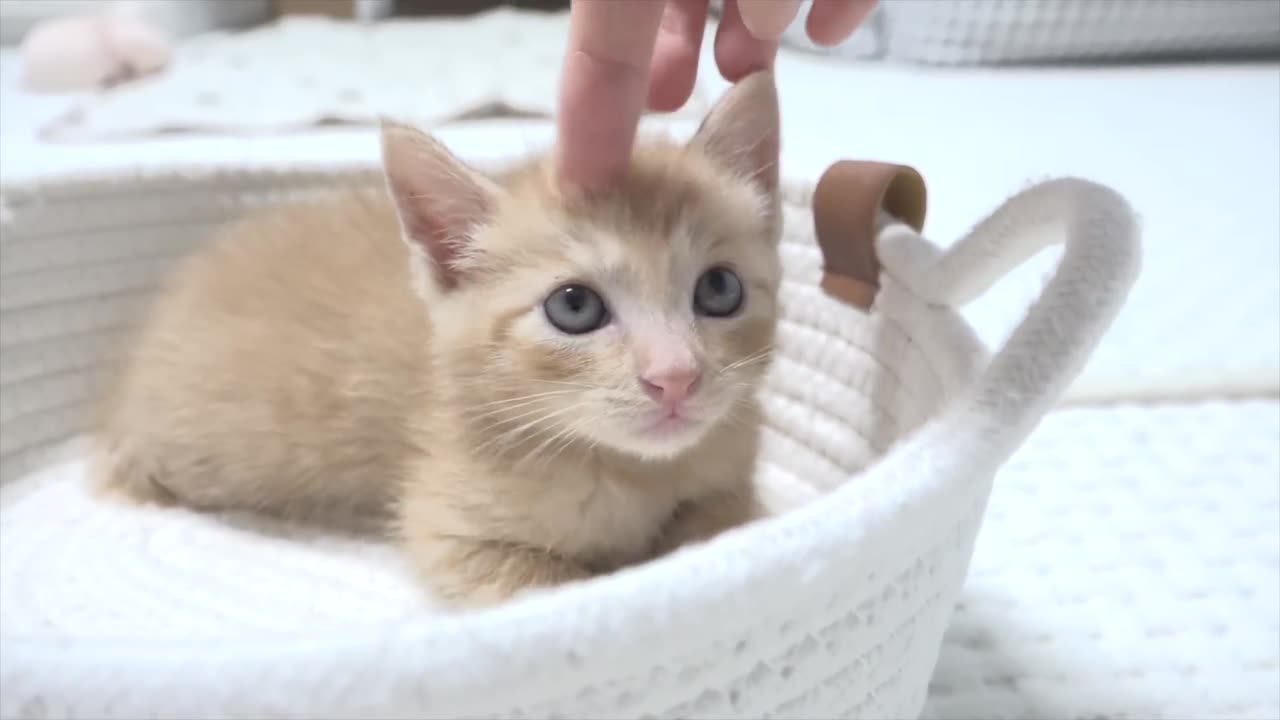 Tiny Rescued Kitten With Separation Anxiety Cannot Sleep Without Border Collie