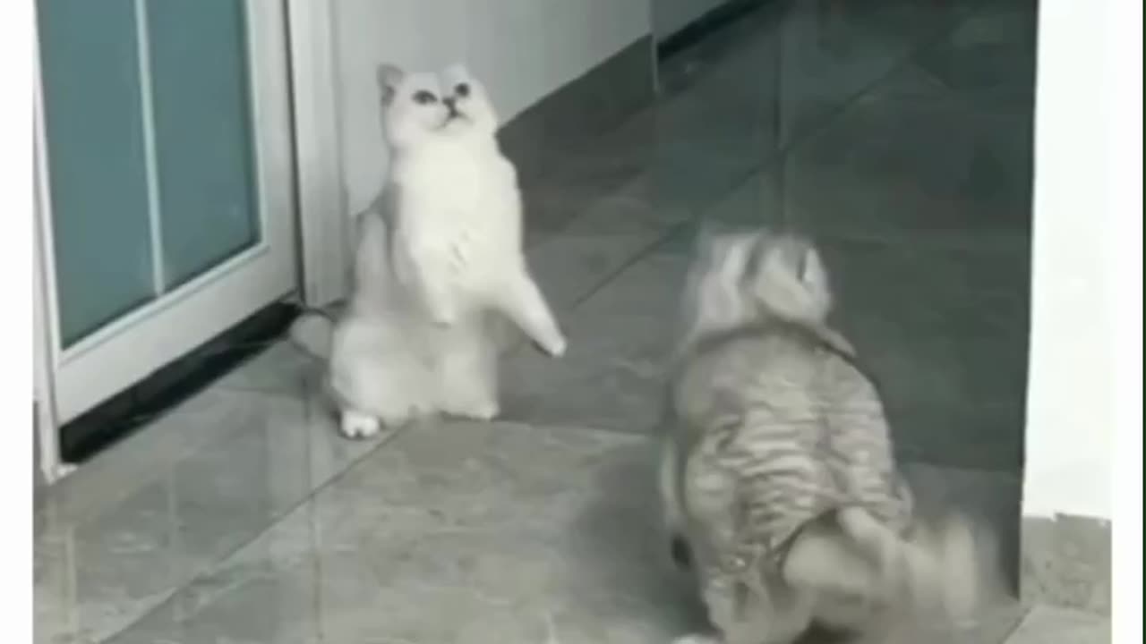 cutest cat fight