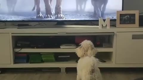 Tv show funny dog