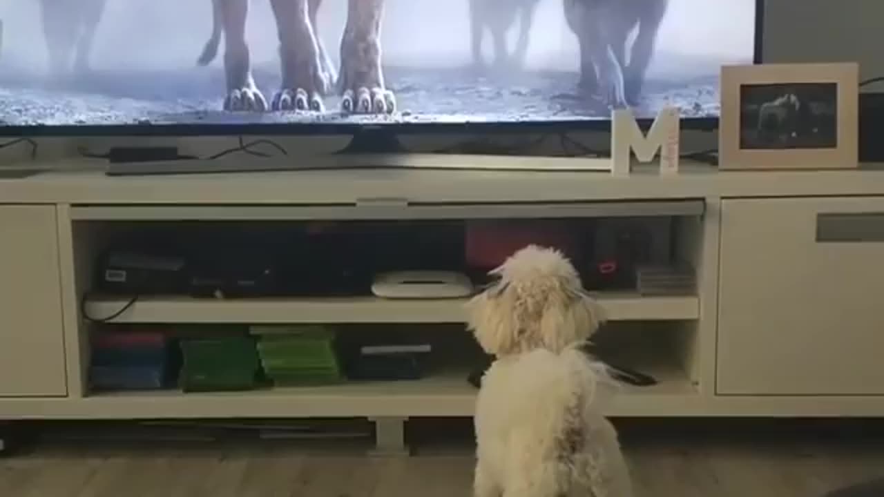 Tv show funny dog