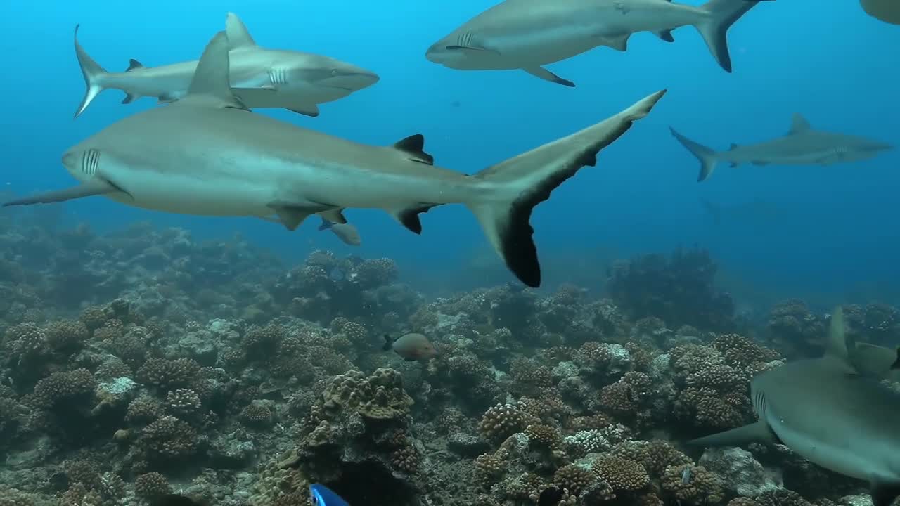 FACTS About SHARKS You Probably DIDN'T KNOW