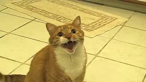 Funny animals