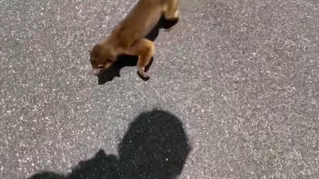 Strange Animals Love Humans So Much
