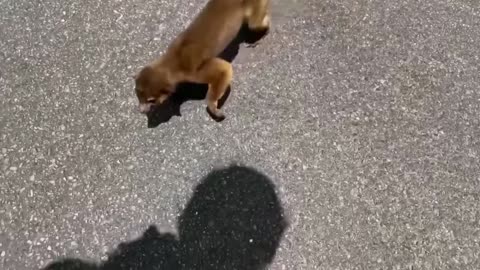 Strange Animals Love Humans So Much