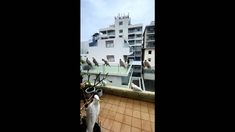 Cockatoo live on the balconyCockatoo live on the balcony