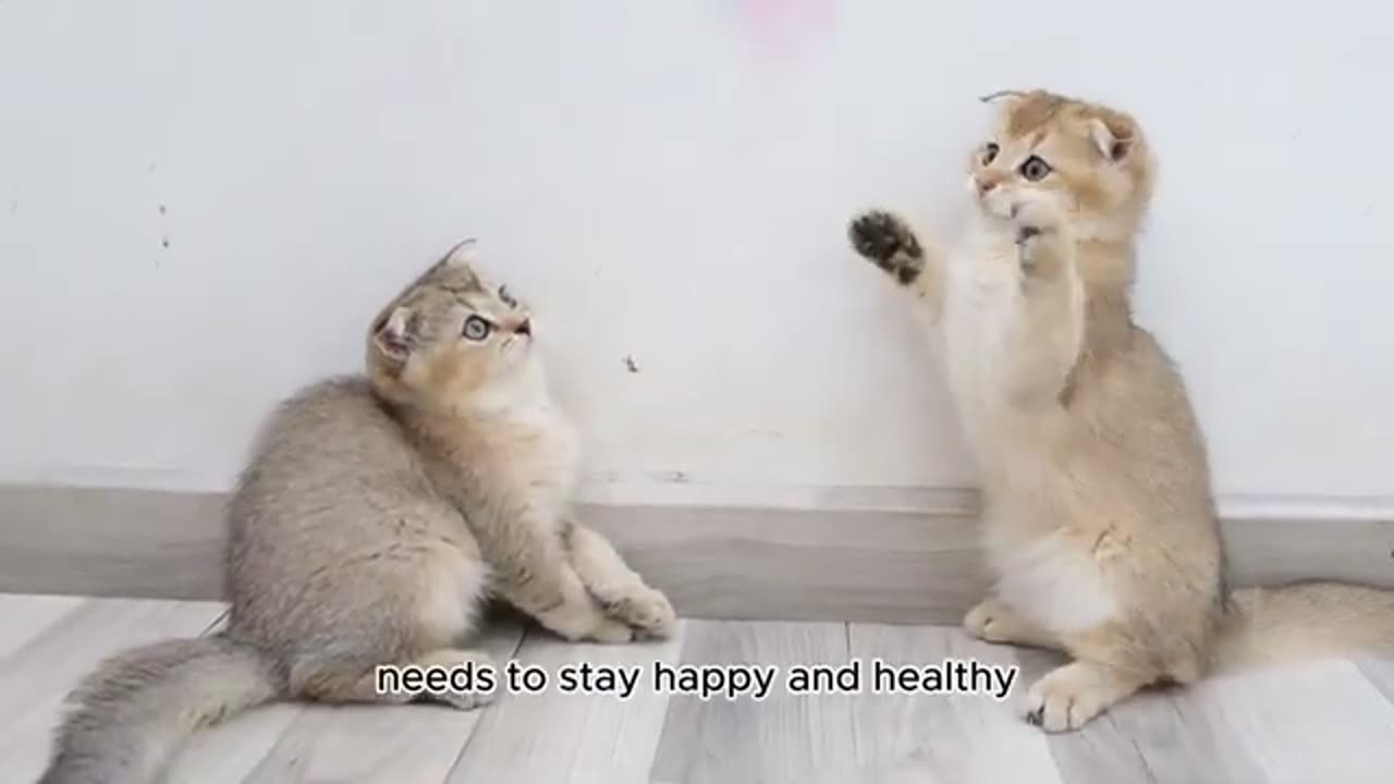 funny cats tips