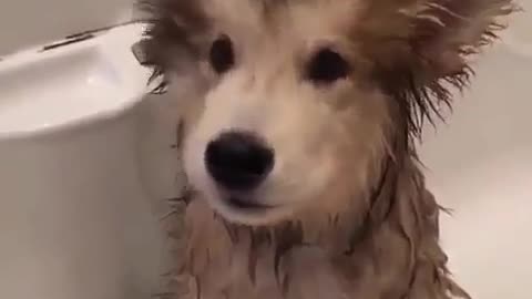 A dog that likes to eat and bathe.