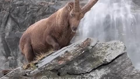 The Incredible Ibex _ Masters of the Mountain #shorts #animals