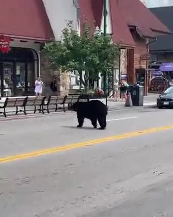 A Bear Was Found Roaming Loose. Here's What's Happening To It Now