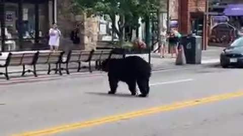 A Bear Was Found Roaming Loose. Here's What's Happening To It Now