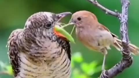 Beautiful and dark birds