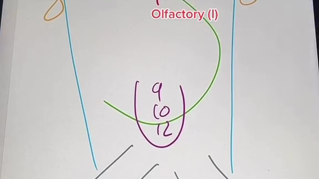 Cranial nerves mnemonicd