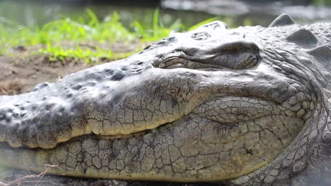 Crocodile Sleeping