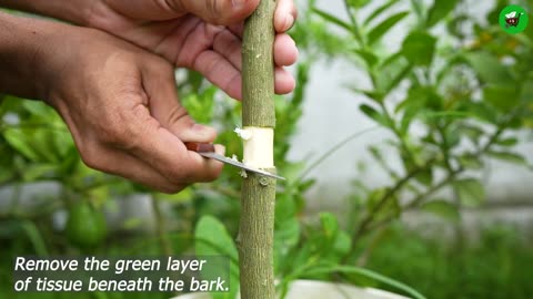 🌿A great way to propagate lemon tree is by air layering using only aluminum foil