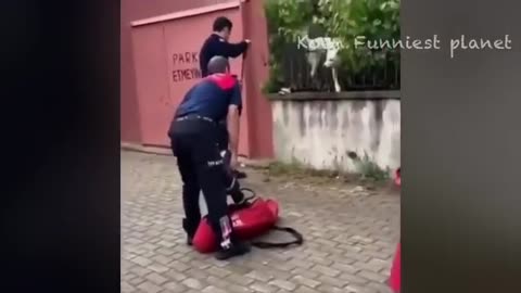 Funny animal video
