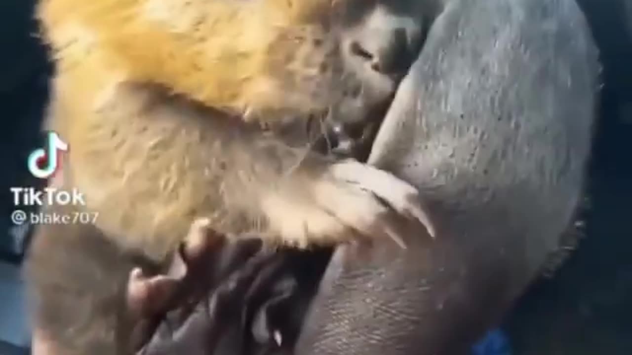 "Fascinating Behavior: Beaver Grooming Its Tail"