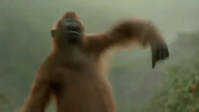 Annimal funny video