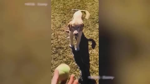 Funniest Dogs And Cats Videos🥰😁