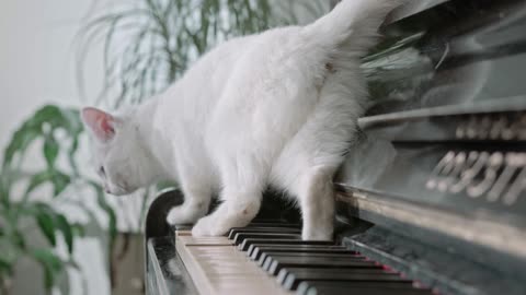 Cute Cat walking on a piano