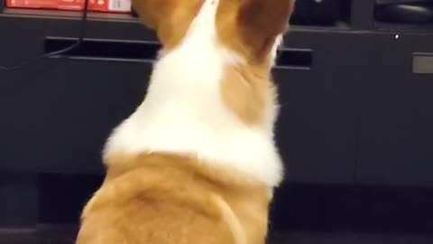 Name a more adorable way to watch TV!