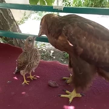 The falcon thinks the eagle is his mother and asks the eagle to feed him.😱🐀🦅