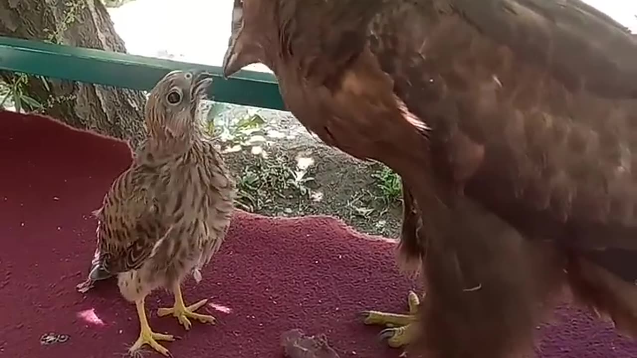 The falcon thinks the eagle is his mother and asks the eagle to feed him.😱🐀🦅