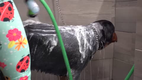 Huge Rottweiler angry about his nail clip
