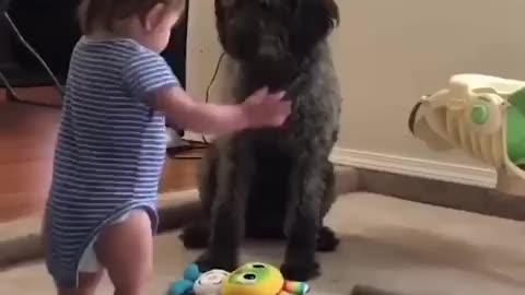 Dogs and babies_funny