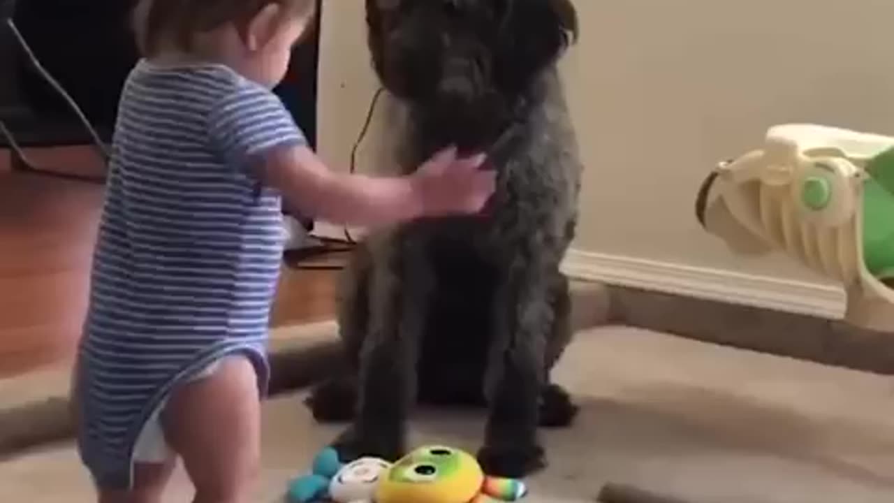 Dogs and babies_funny