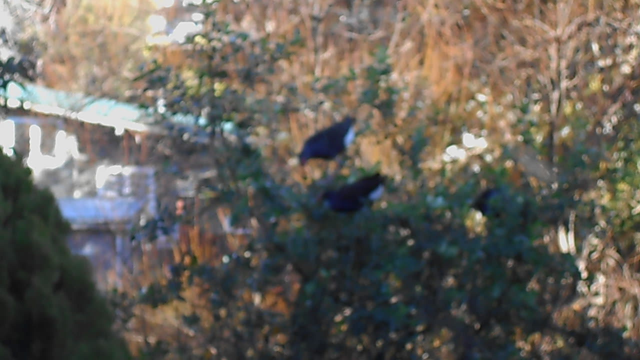 Pukekos Liked to Roost in Trees by our Rental...