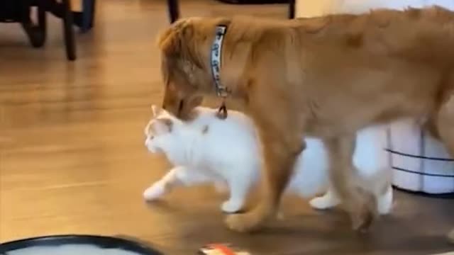 Dogs compilation