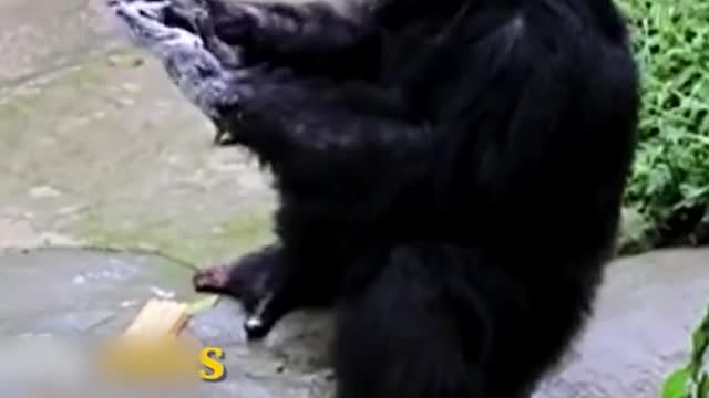 Chimpanzee on the real preventive actions