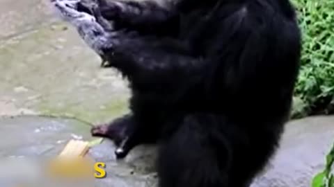 Chimpanzee on the real preventive actions