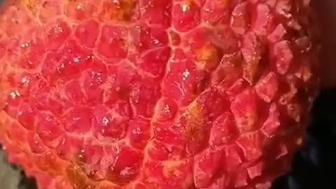 Amazing Fruits of China Seedless Lichee _ চীনের বীজহীন লিচির আশ্চর্যজনক ফল